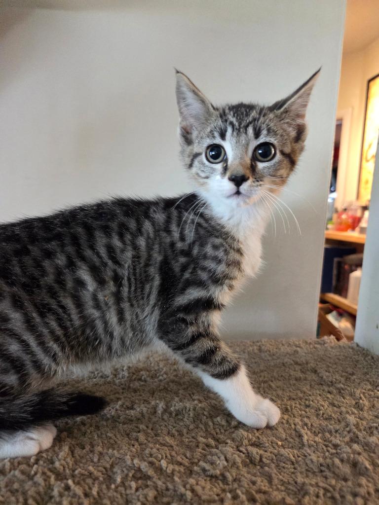 Enlarge Gabrielle, a Adoptable mixed breed in Parkville, MD image 5/6