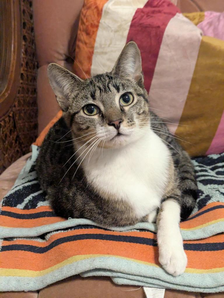 Enlarge Gabrielle, a Adopted mixed breed in Parkville, MD image 5/6