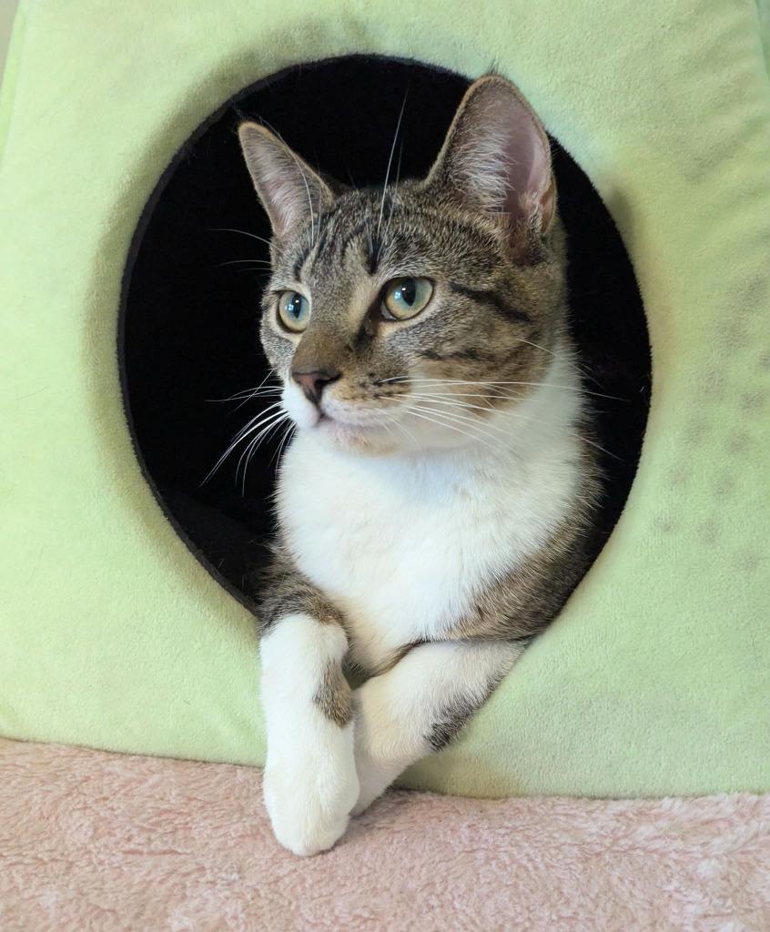 Enlarge Gabrielle, a Adopted mixed breed in Parkville, MD image 6/6