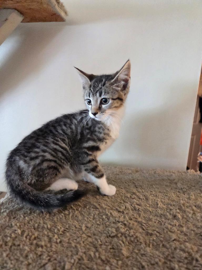 Enlarge Gabrielle, a Adoptable mixed breed in Parkville, MD image 6/6