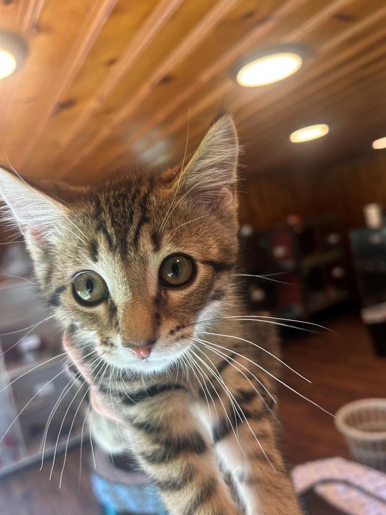 Enlarge Tim, a Adoptable mixed breed in Cumming, GA image 1/1