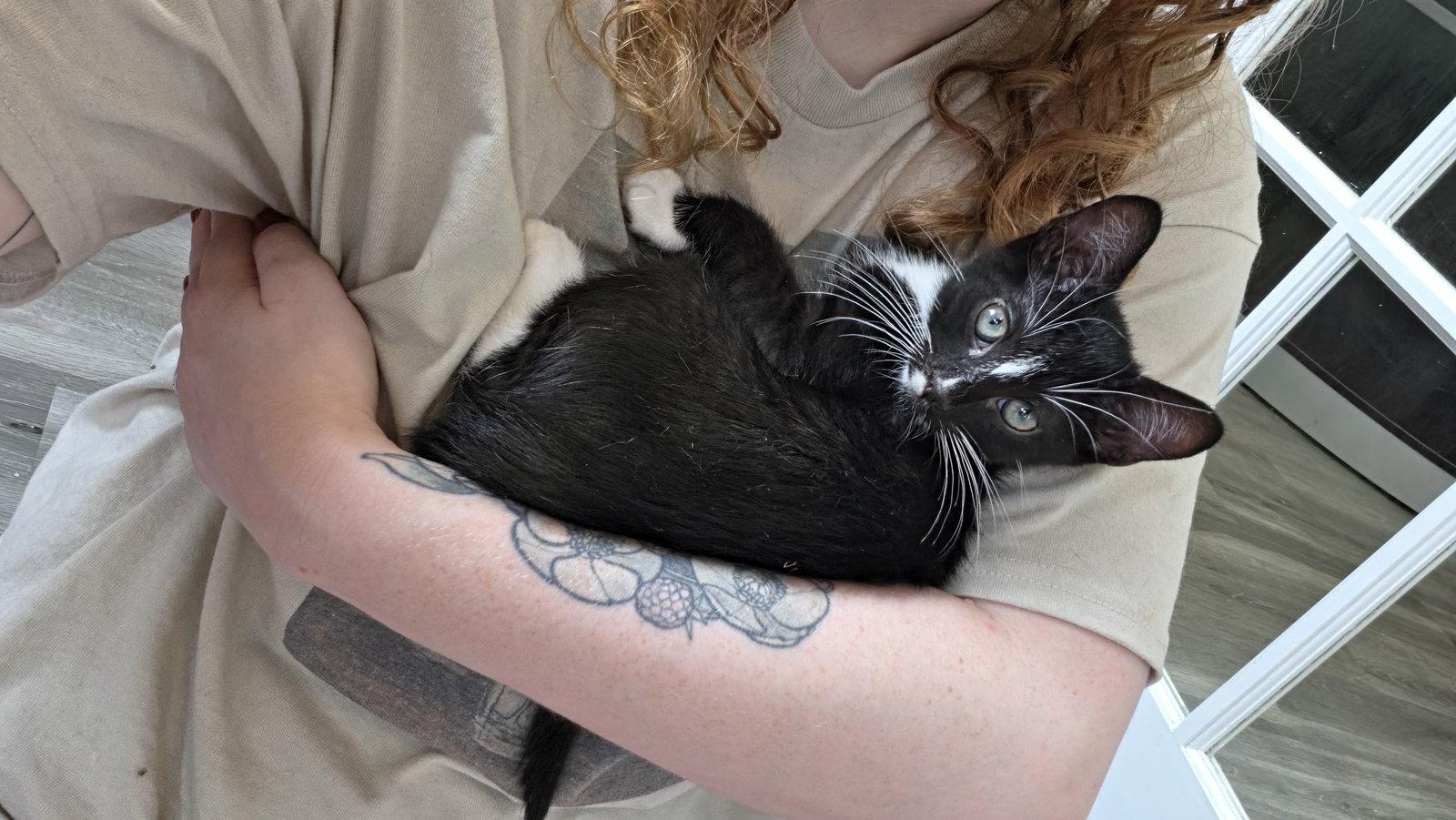Enlarge Pickles, a Adoptable Domestic Short Hair in Leesburg, VA image 2/3