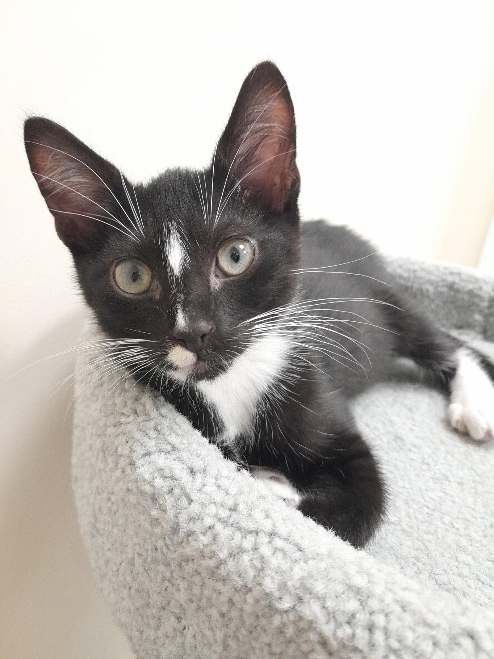 Pickles, Adoptable, Kitten Male Domestic Short Hair.
