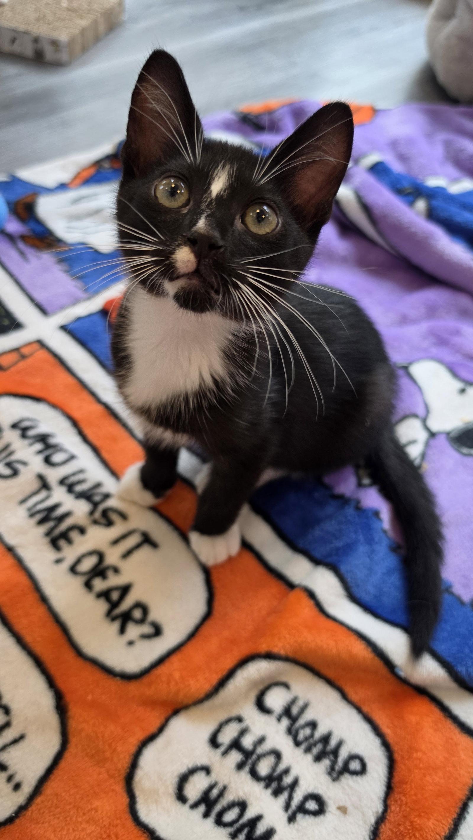 Enlarge Pickles, a Adoptable Domestic Short Hair in Leesburg, VA image 3/3