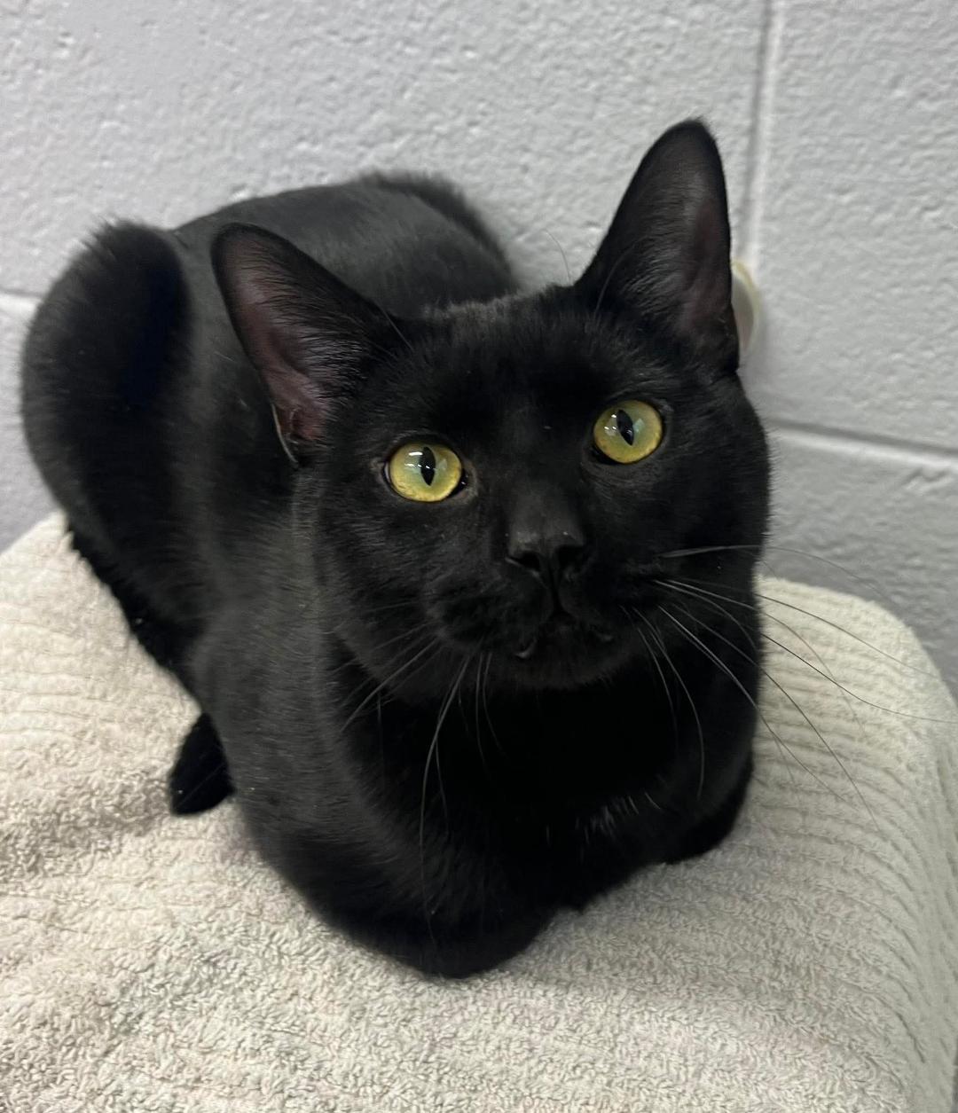 Hickory, ADOPTABLE, Adult Male Domestic Short Hair.