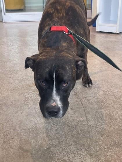 Lucky — thumbnail 2