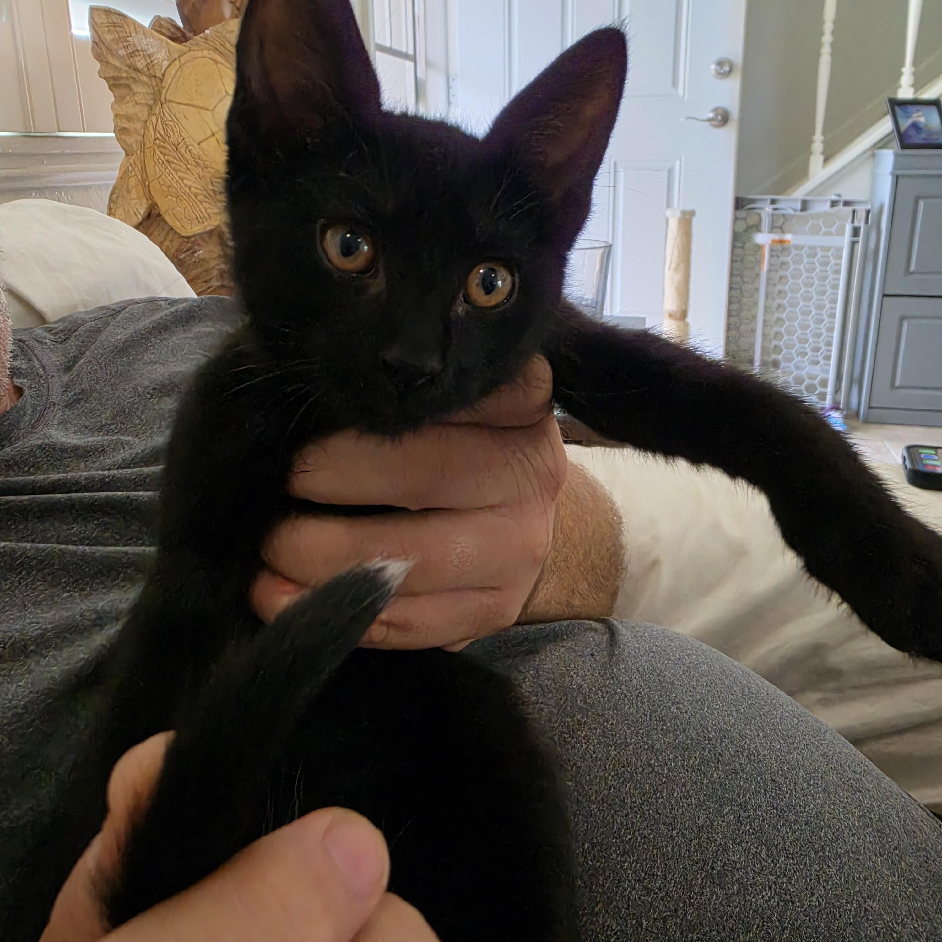 Ringo, ADOPTABLE, Kitten Male Domestic Short Hair.