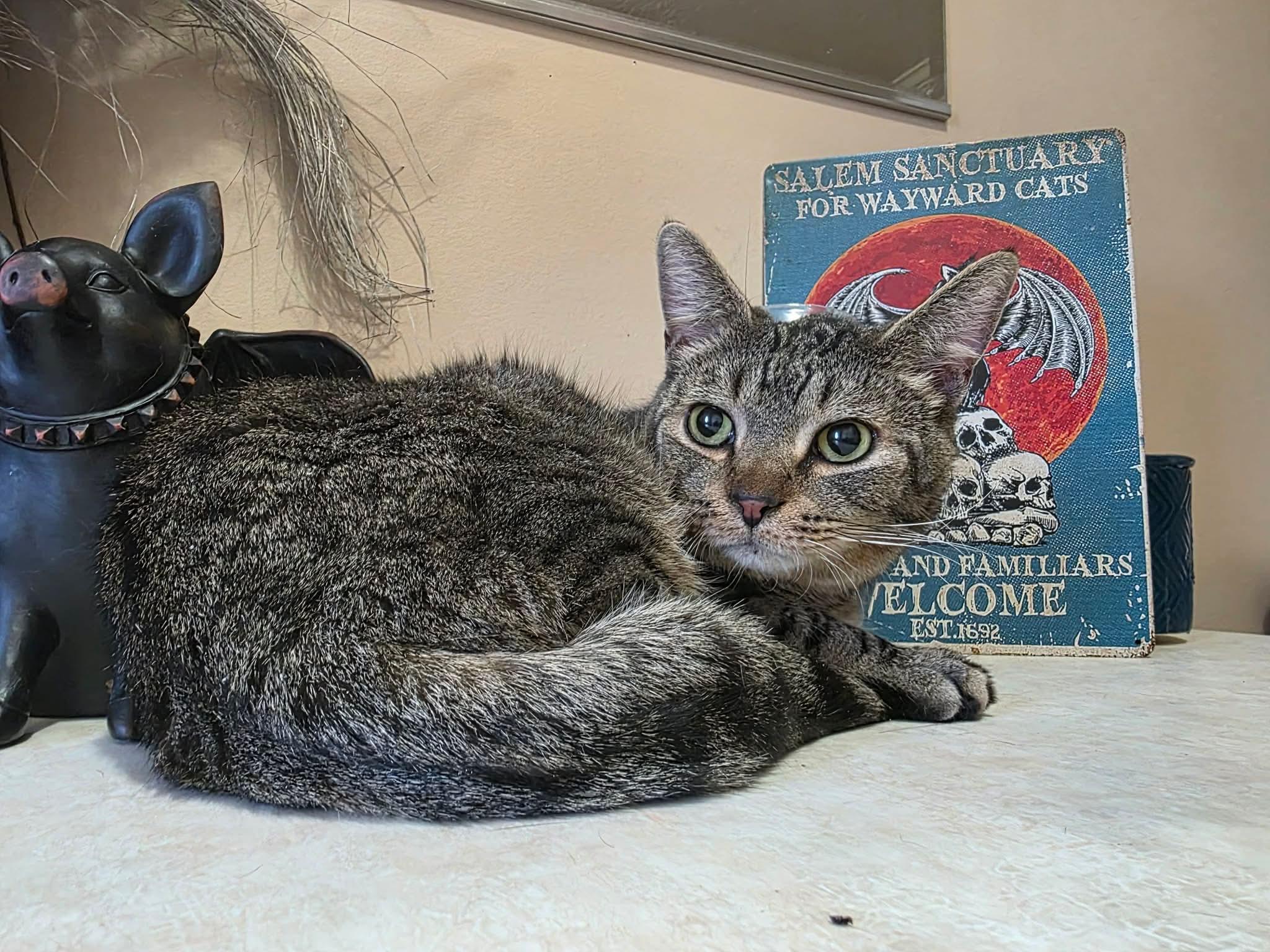 Conner, ADOPTABLE, Adult Male Tabby & Domestic Short Hair.