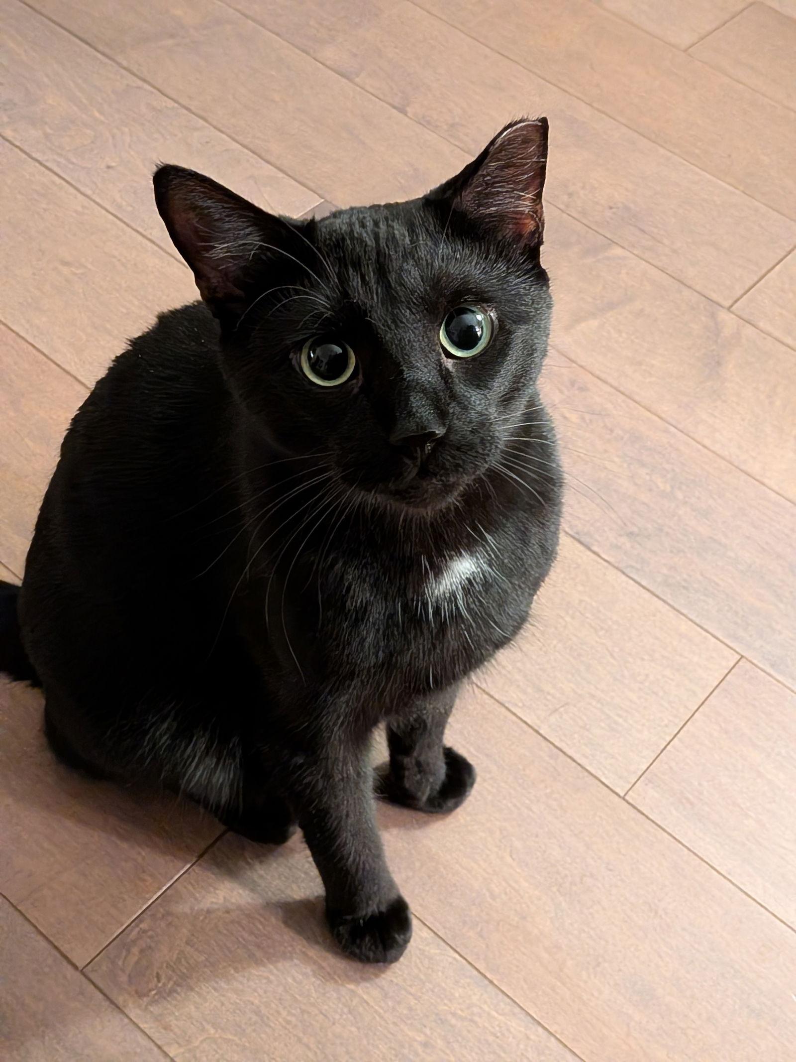 Fiddle, Adoptable, Young Male Domestic Short Hair.