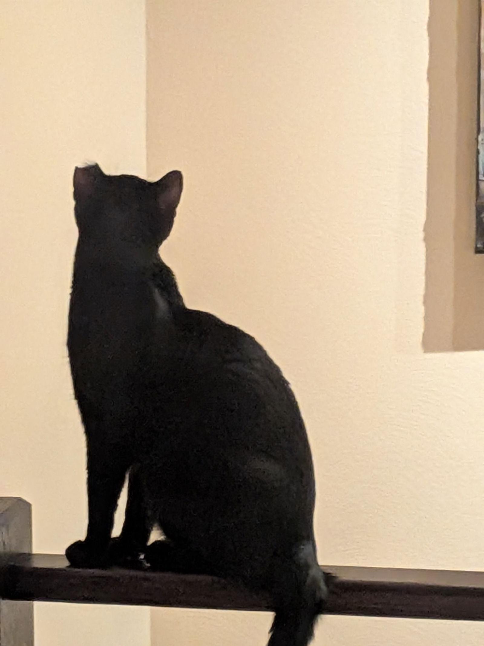 Enlarge Fiddle, a Adoptable Domestic Short Hair in Eureka, MO image 2/3