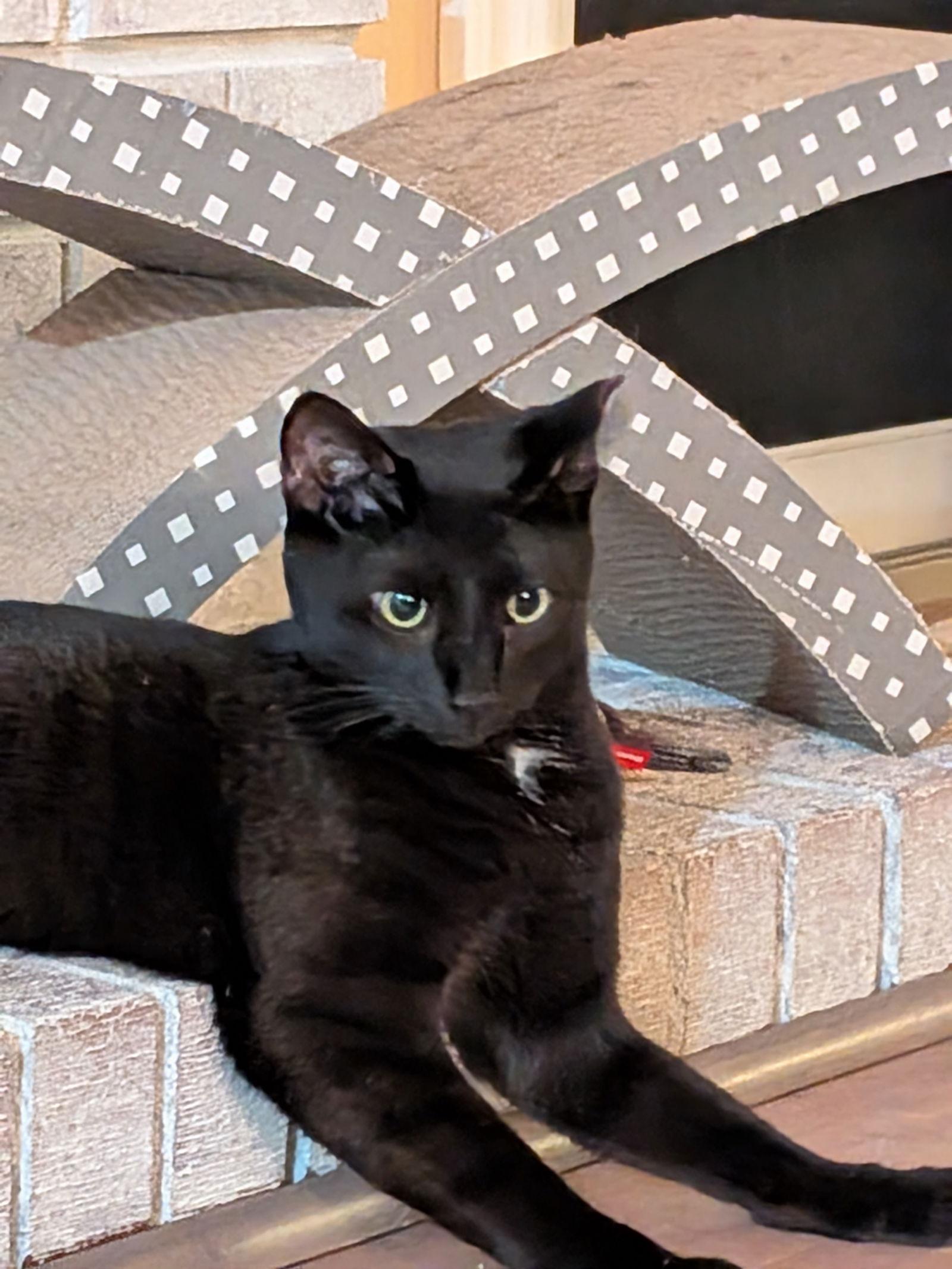 Enlarge Fiddle, a Adoptable Domestic Short Hair in Eureka, MO image 3/3