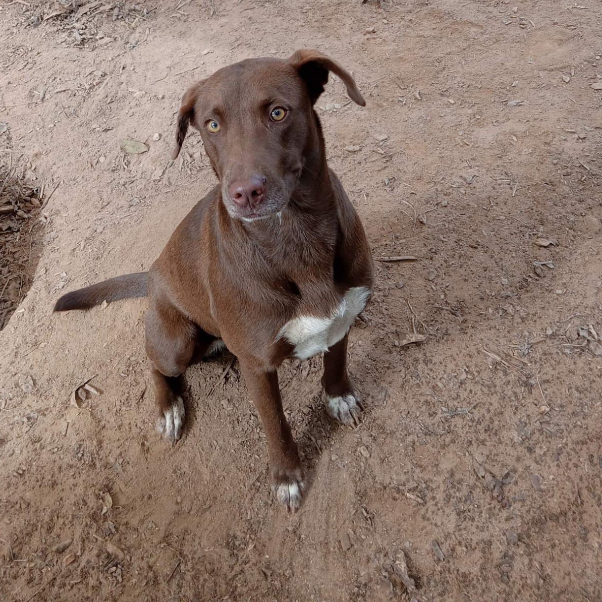 Enlarge Pumpkin, a ADOPTABLE Labrador Retriever in Sparta, GA image 1/1