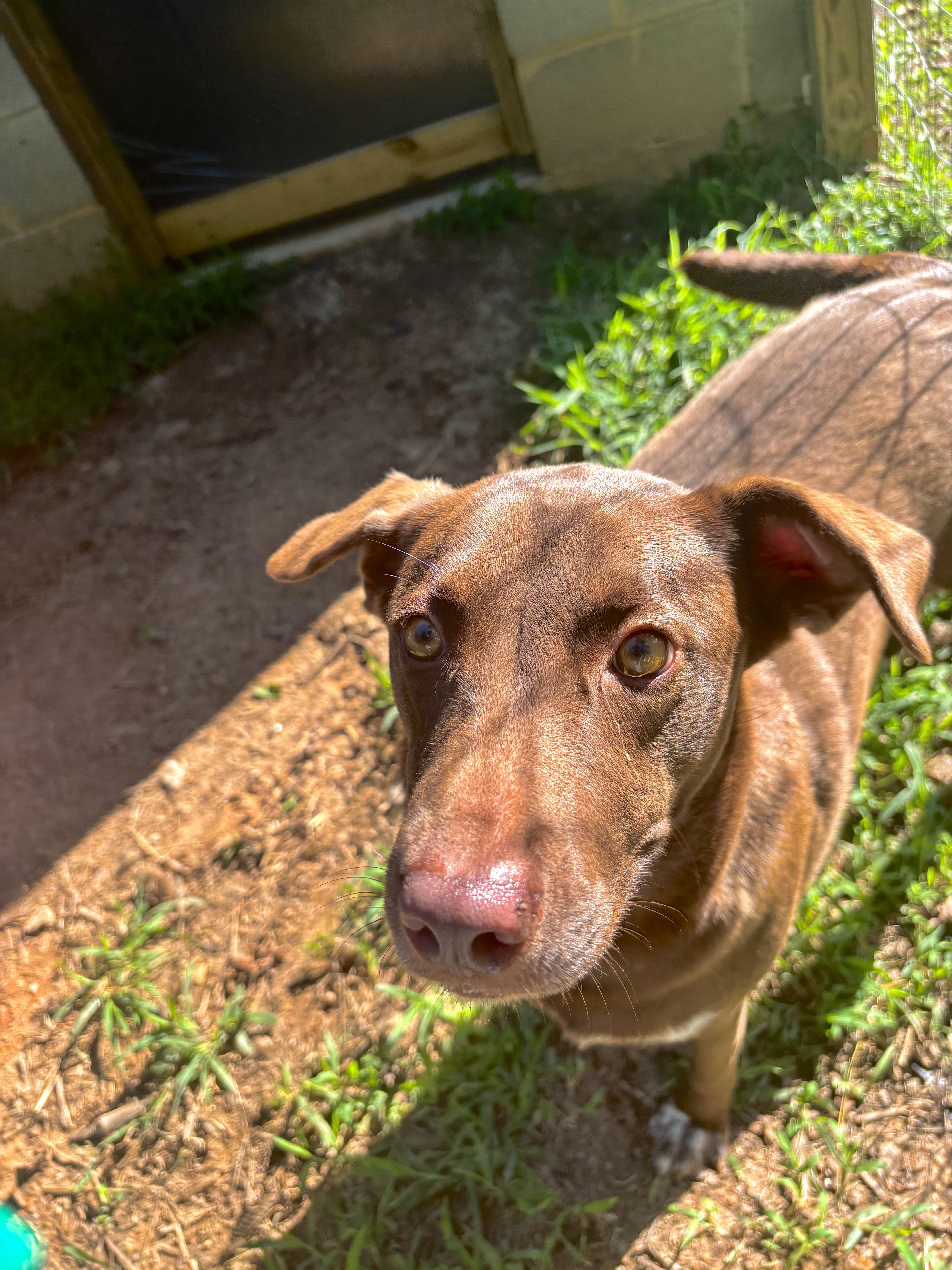 Pumpkin, a ADOPTABLE Labrador Retriever in Sparta, GA image 1/2
