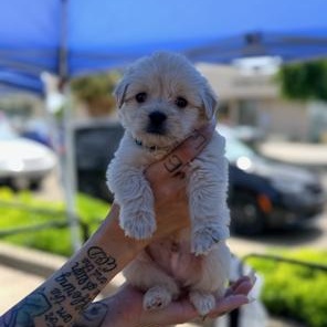 Tommy, adopted, Puppy Male Maltese.