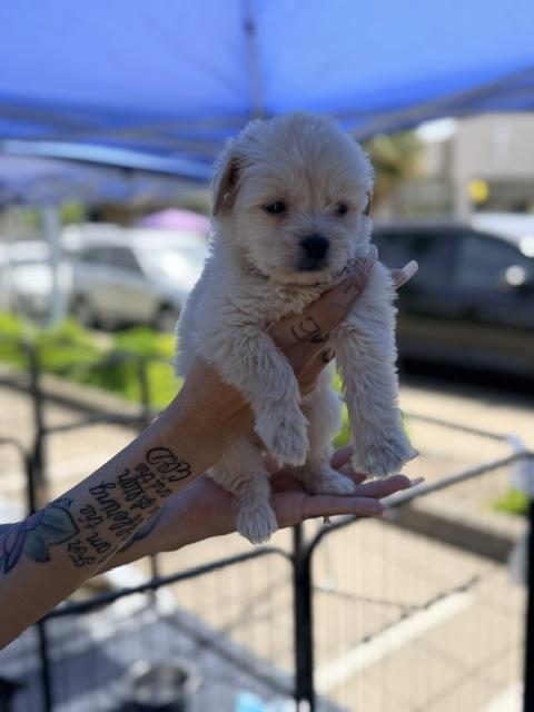 Enlarge Tommy, an adopted mixed breed in Lodi, CA image 2/3