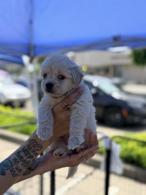 Enlarge Tommy, an adopted mixed breed in Lodi, CA image 3/3