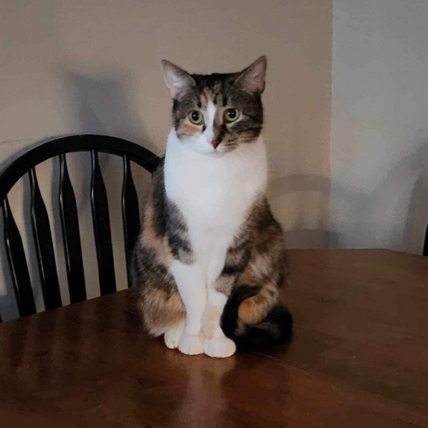 Little Bitz, a Adoptable Domestic Short Hair in Manchester, CT image 2/4