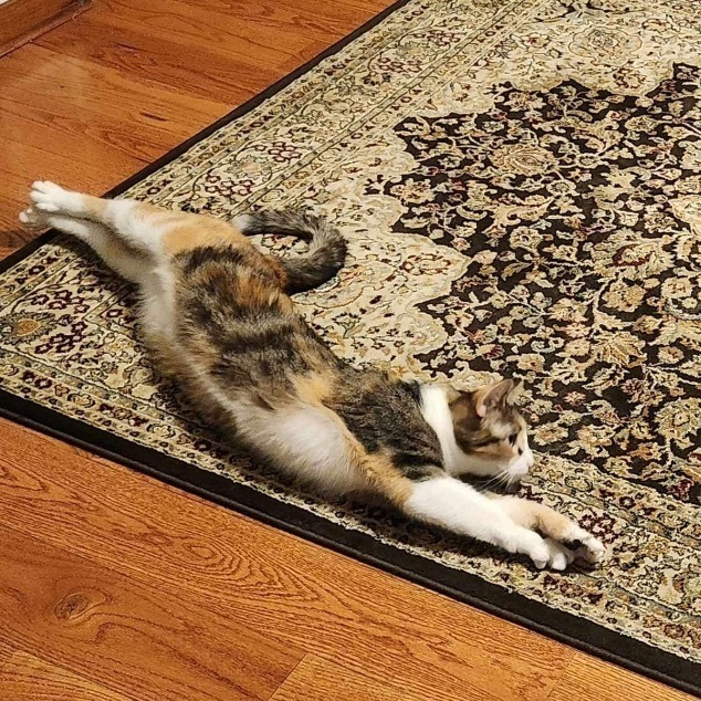 Little Bitz, a Adoptable Domestic Short Hair in Manchester, CT image 3/4