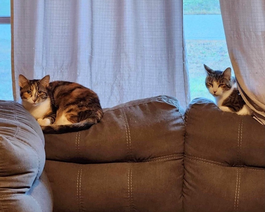 Little Bitz, a Adoptable Domestic Short Hair in Manchester, CT image 4/4