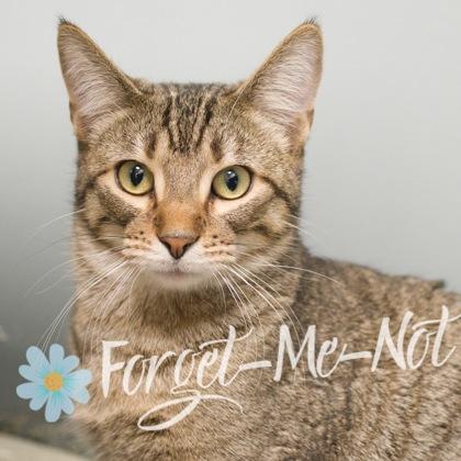 Atlas (bonded with Amity), Adoptable, Kitten Male Domestic Short Hair & Domestic Short Hair.