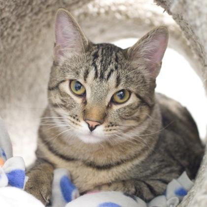 Atlas (bonded with Amity), Adoptable, Kitten Male Domestic Short Hair & Domestic Short Hair.
