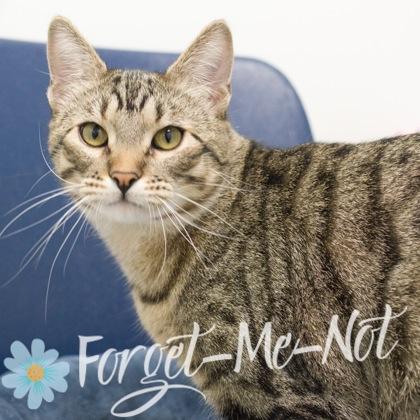 Enlarge Atlas (bonded with Amity), a Adoptable mixed breed in Verona, WI image 2/3