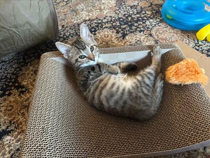 Enlarge Atlas (bonded with Amity), a Adoptable mixed breed in Verona, WI image 3/3