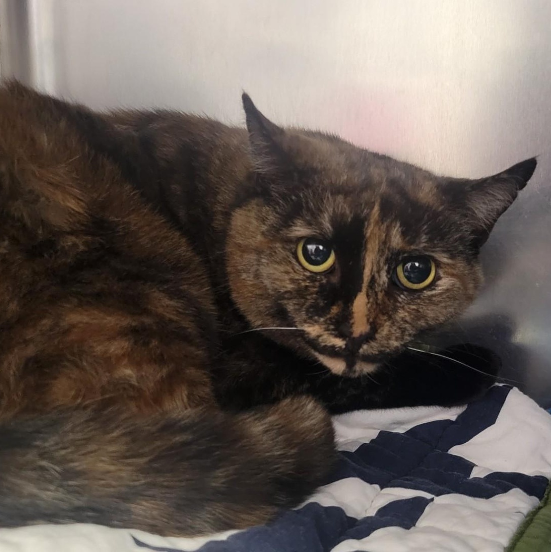 Enlarge Patches, a ADOPTABLE Domestic Short Hair in Teterboro, NJ image 1/1