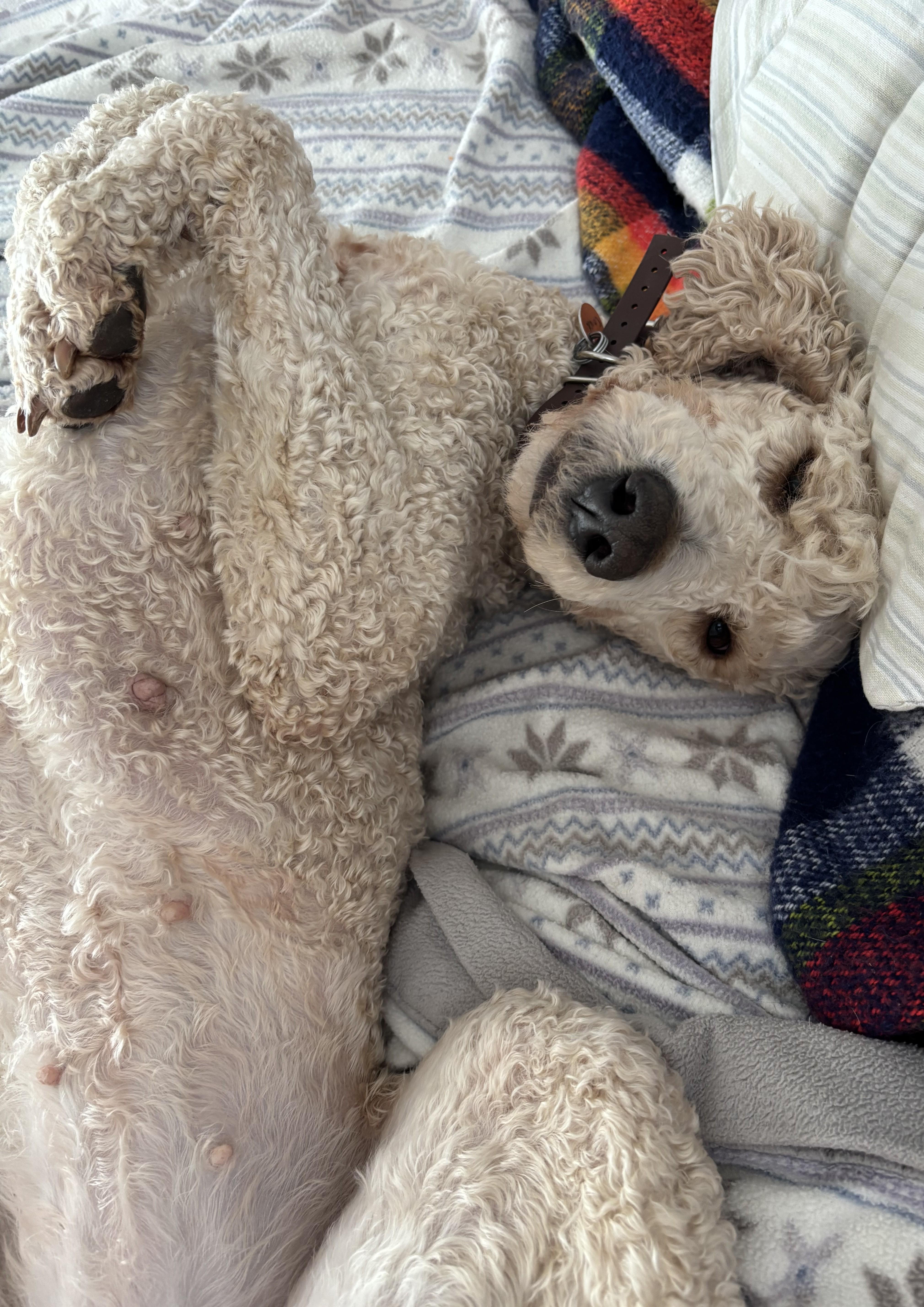Constitution, adopted, Adult Female Standard Poodle.