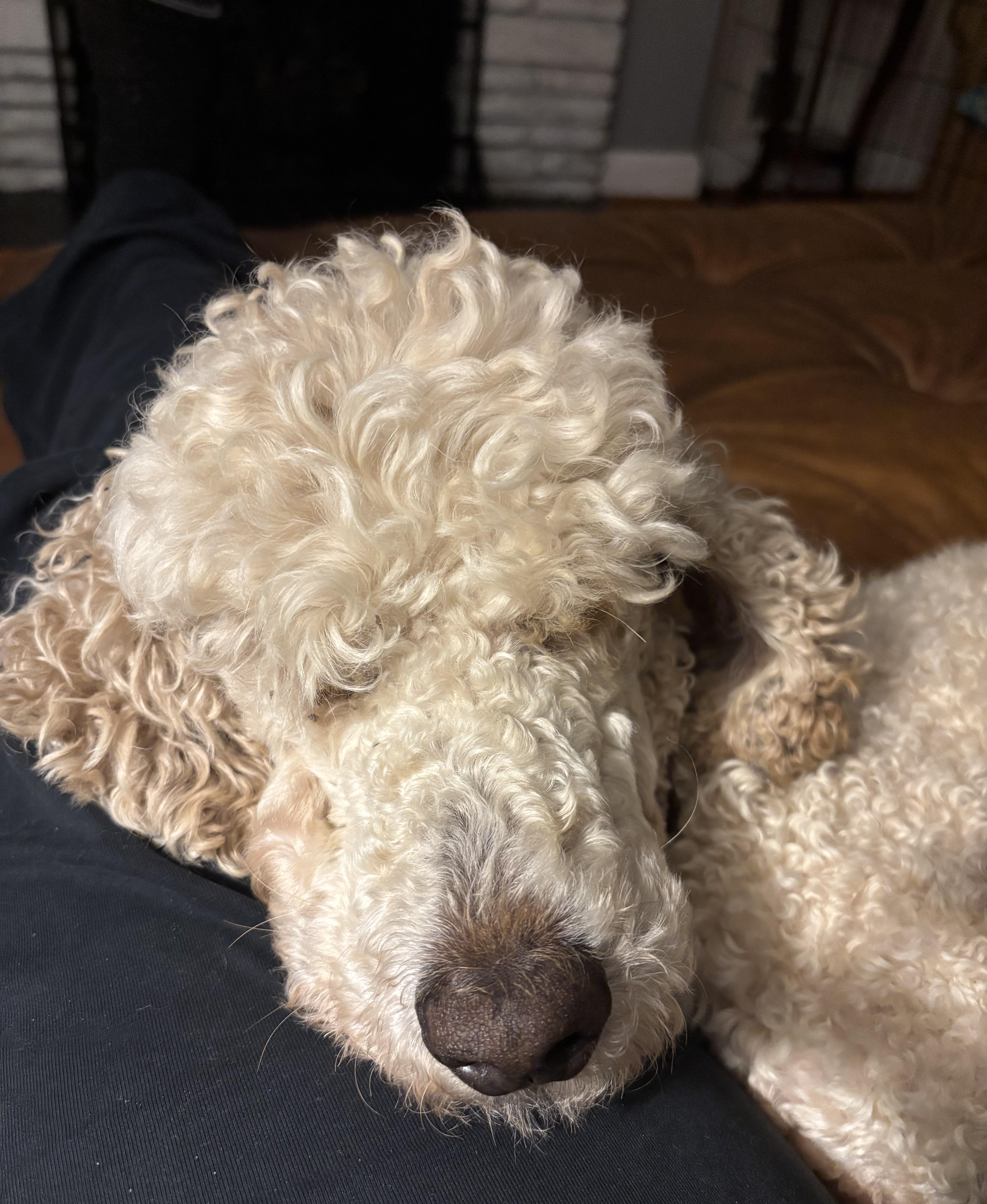 Constitution, an adopted Standard Poodle in Falls Church, VA image 3/6