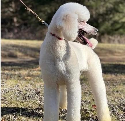 Constitution, an adopted Standard Poodle in Falls Church, VA image 6/6