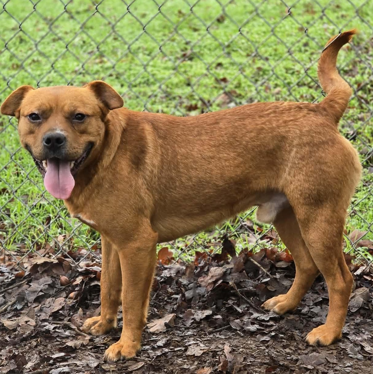 Enlarge Beans, a ADOPTABLE mixed breed in Grants Pass, OR image 2/3