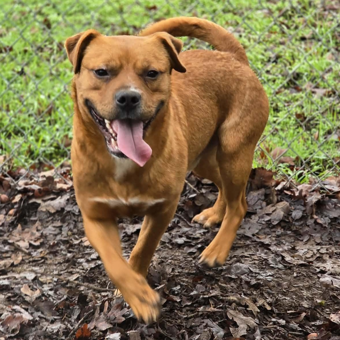 Enlarge Beans, a ADOPTABLE mixed breed in Grants Pass, OR image 3/3