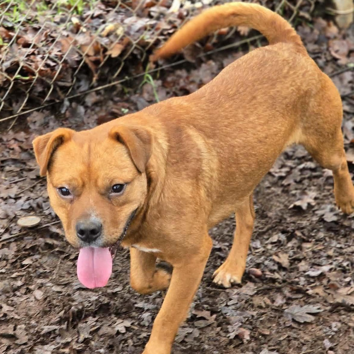 Enlarge Beans, a ADOPTABLE mixed breed in Grants Pass, OR image 1/3