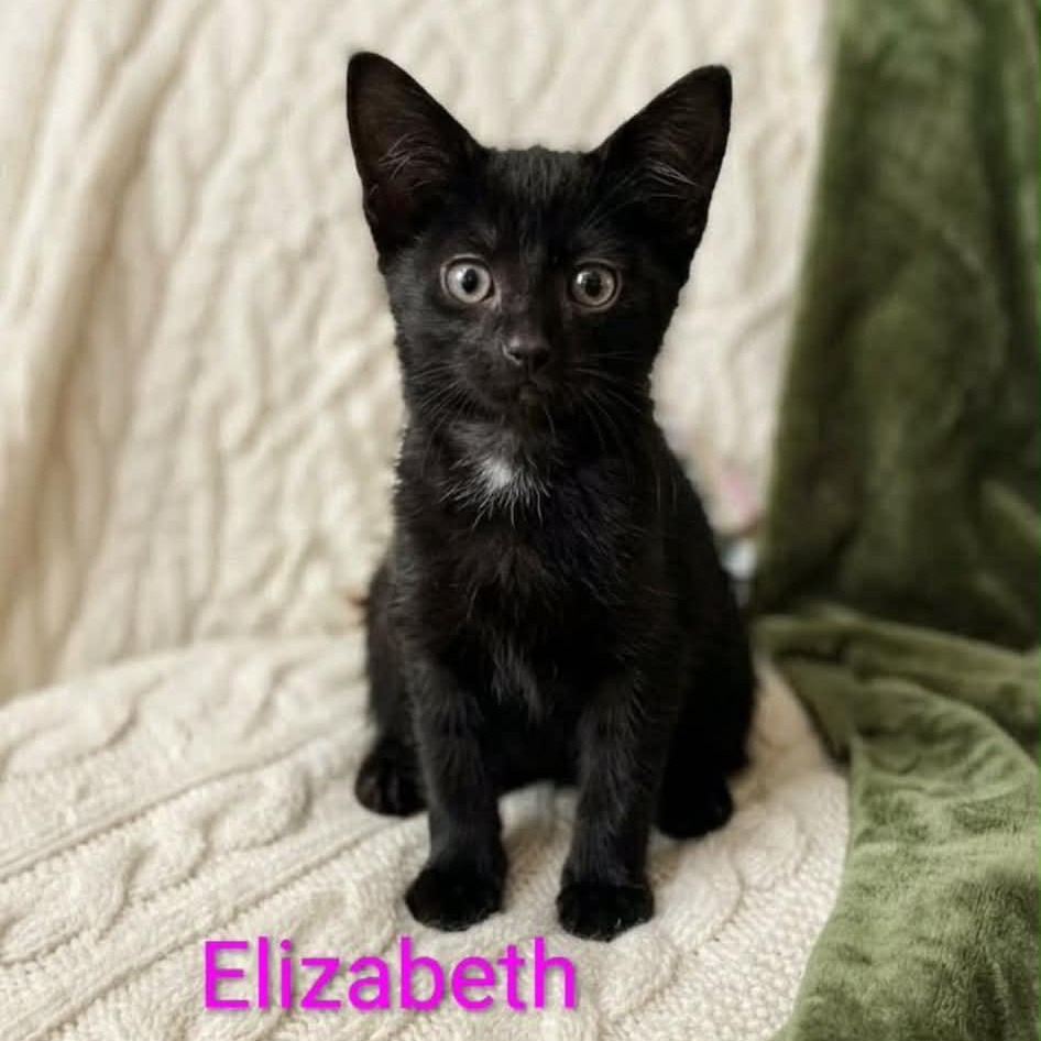 Elizabeth, Adoptable, Kitten Female Bombay & Domestic Short Hair.