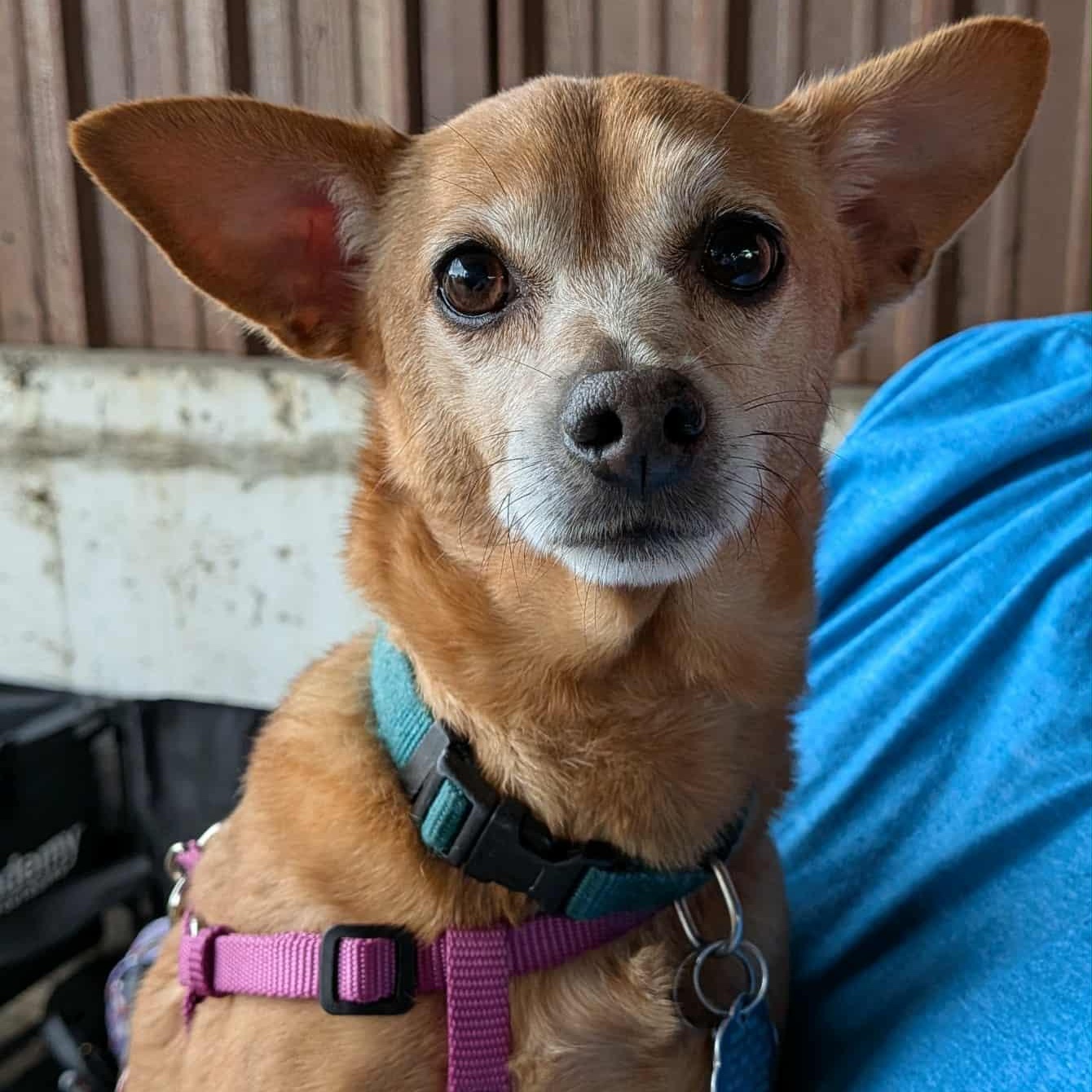 Enlarge Mizzi, a Adoptable mixed breed in Benbrook, TX image 3/3