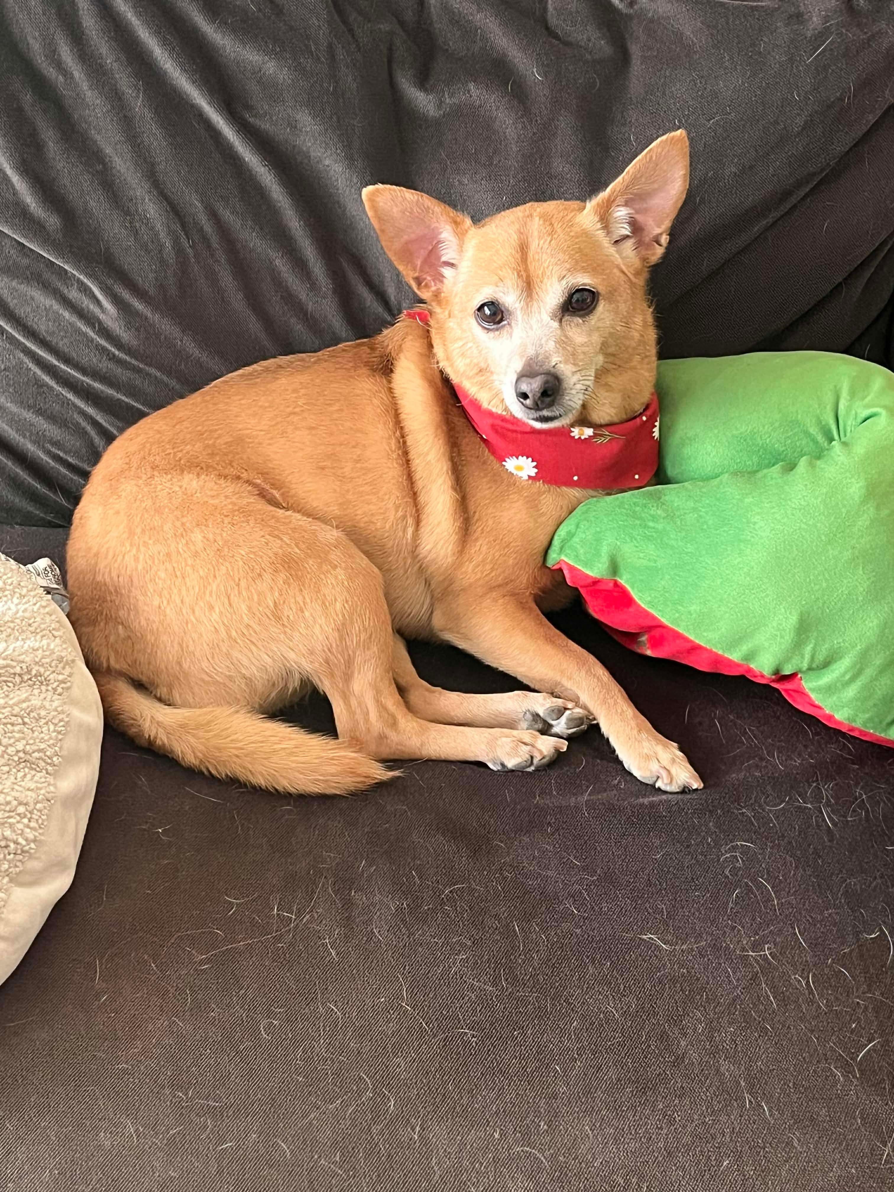 Enlarge Mizzi, a Adoptable mixed breed in Benbrook, TX image 1/3