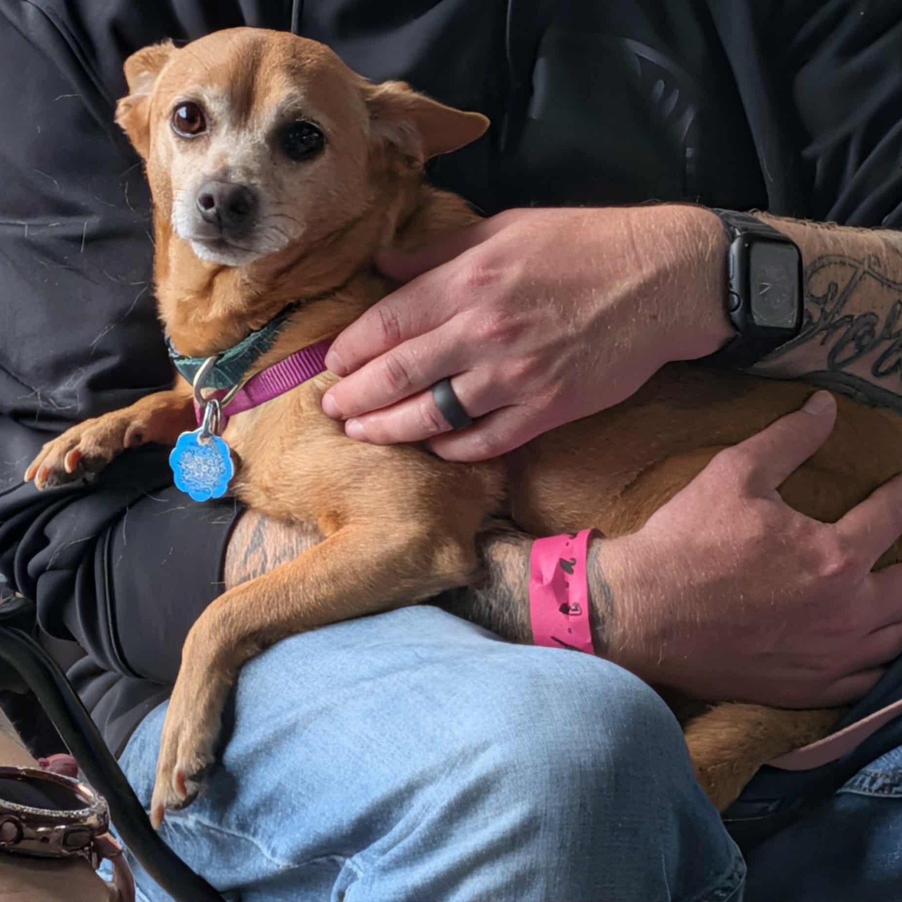 Enlarge Mizzi, a Adoptable mixed breed in Benbrook, TX image 2/3