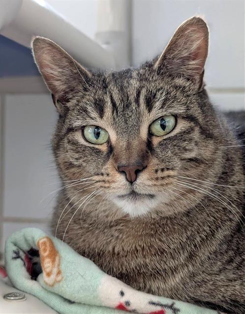 FEATHER, Adoptable, Adult Female Domestic Short Hair.