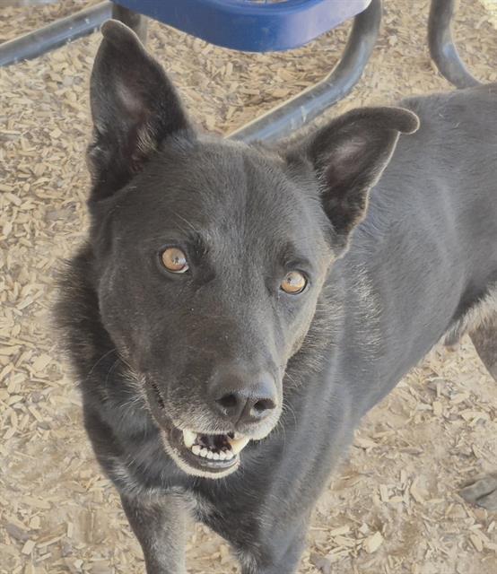Enlarge BARRETT, a Adoptable mixed breed in Albuquerque, NM image 1/1