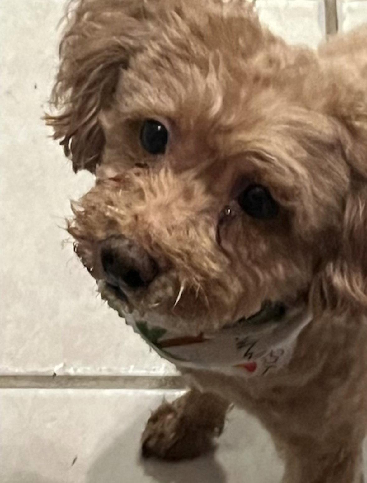 Enlarge BRANDY, a Adopted Poodle in Mount Laurel, NJ image 1/3