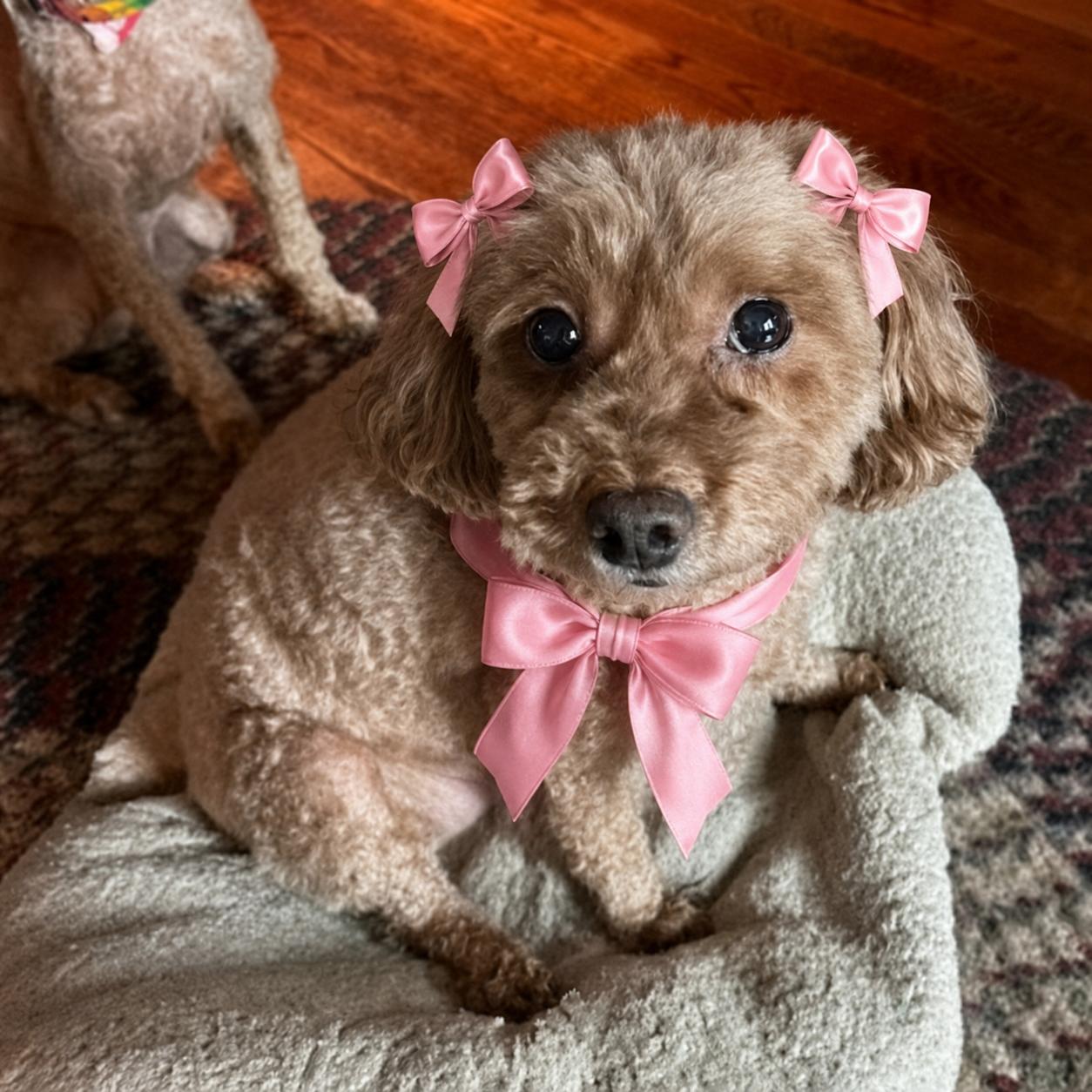 Enlarge BRANDY, a Adopted Poodle in Mount Laurel, NJ image 2/3