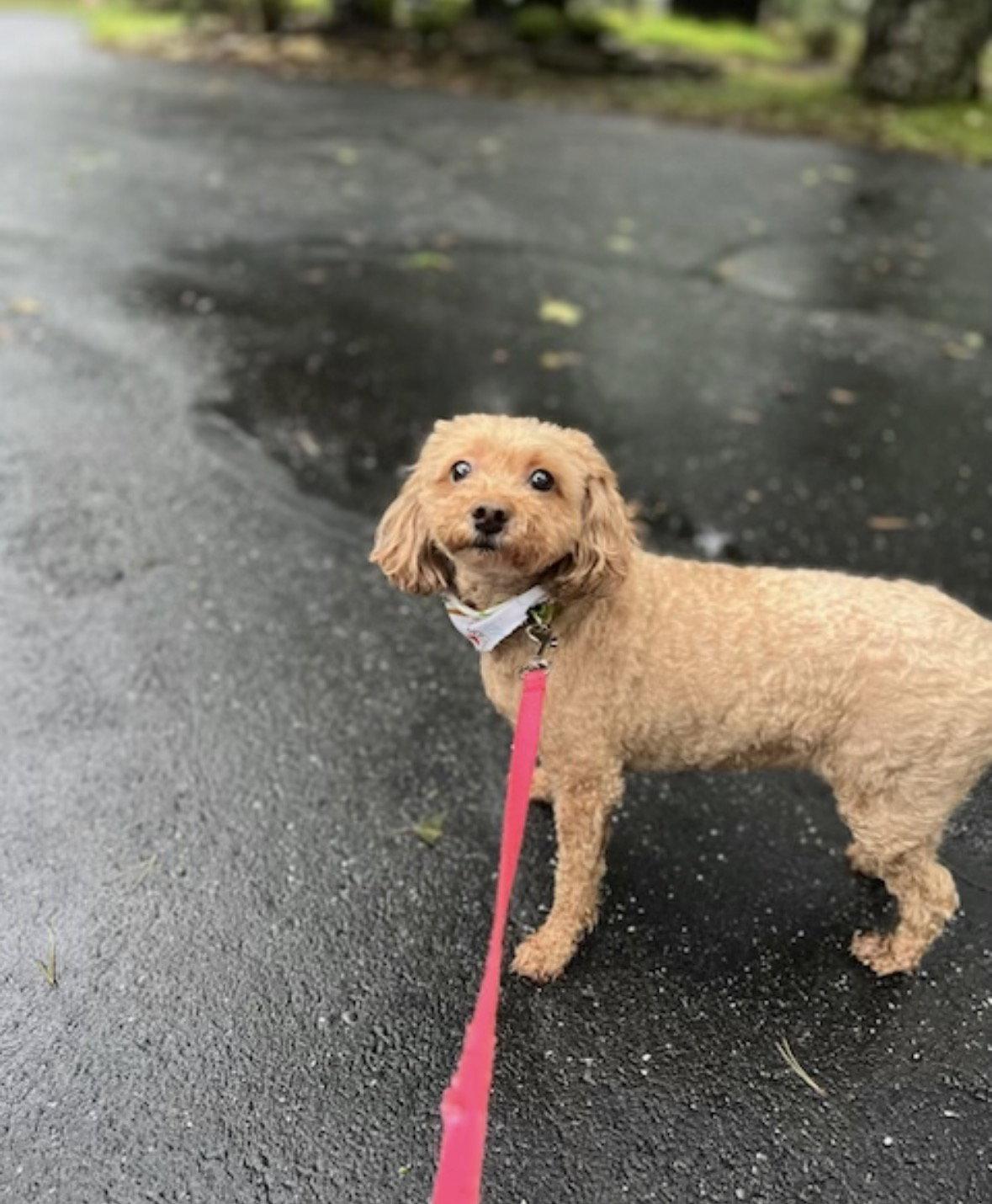 Enlarge BRANDY, a Adopted Poodle in Mount Laurel, NJ image 3/3