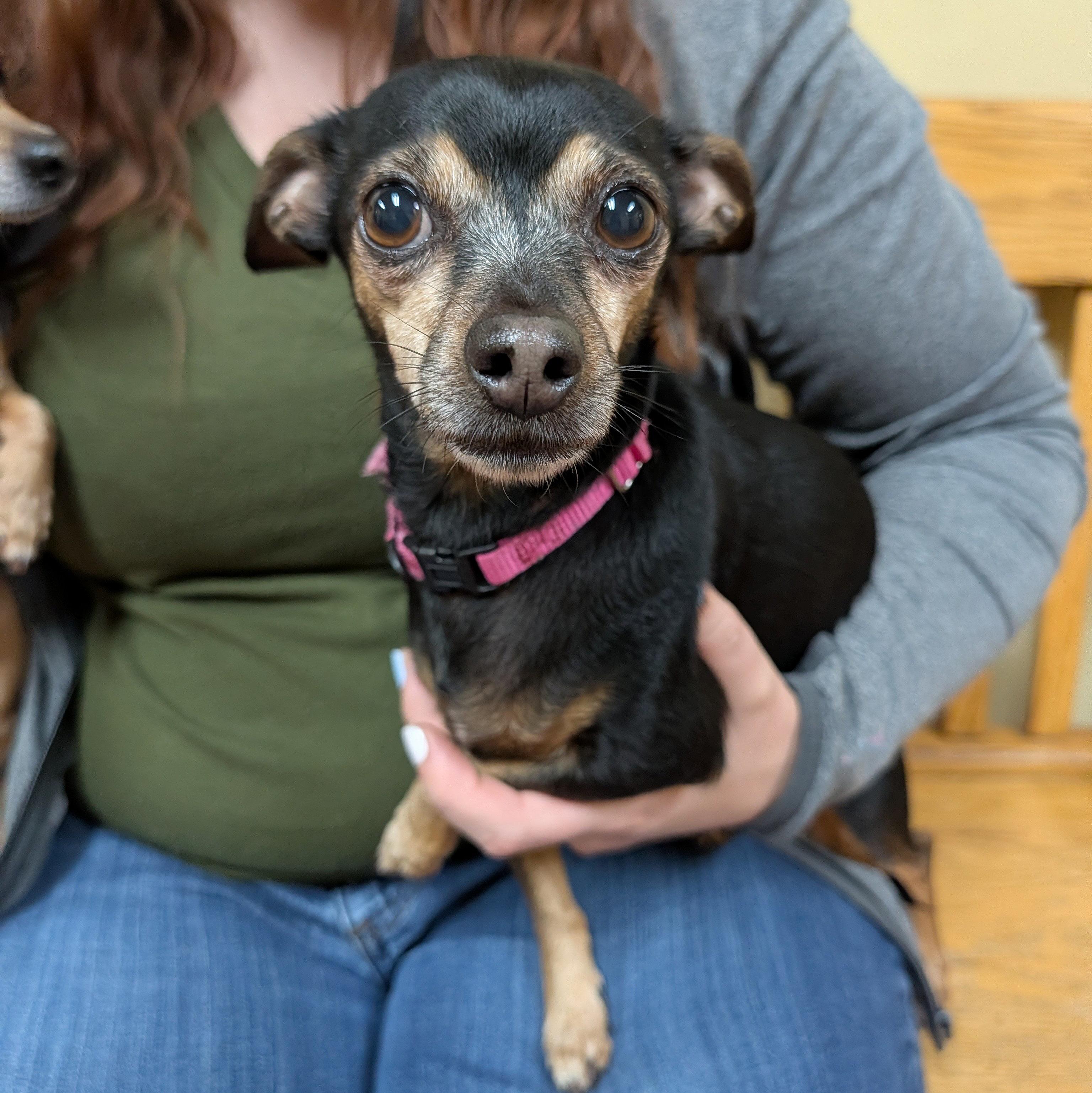 Canela, ADOPTABLE, Adult Female Chihuahua.