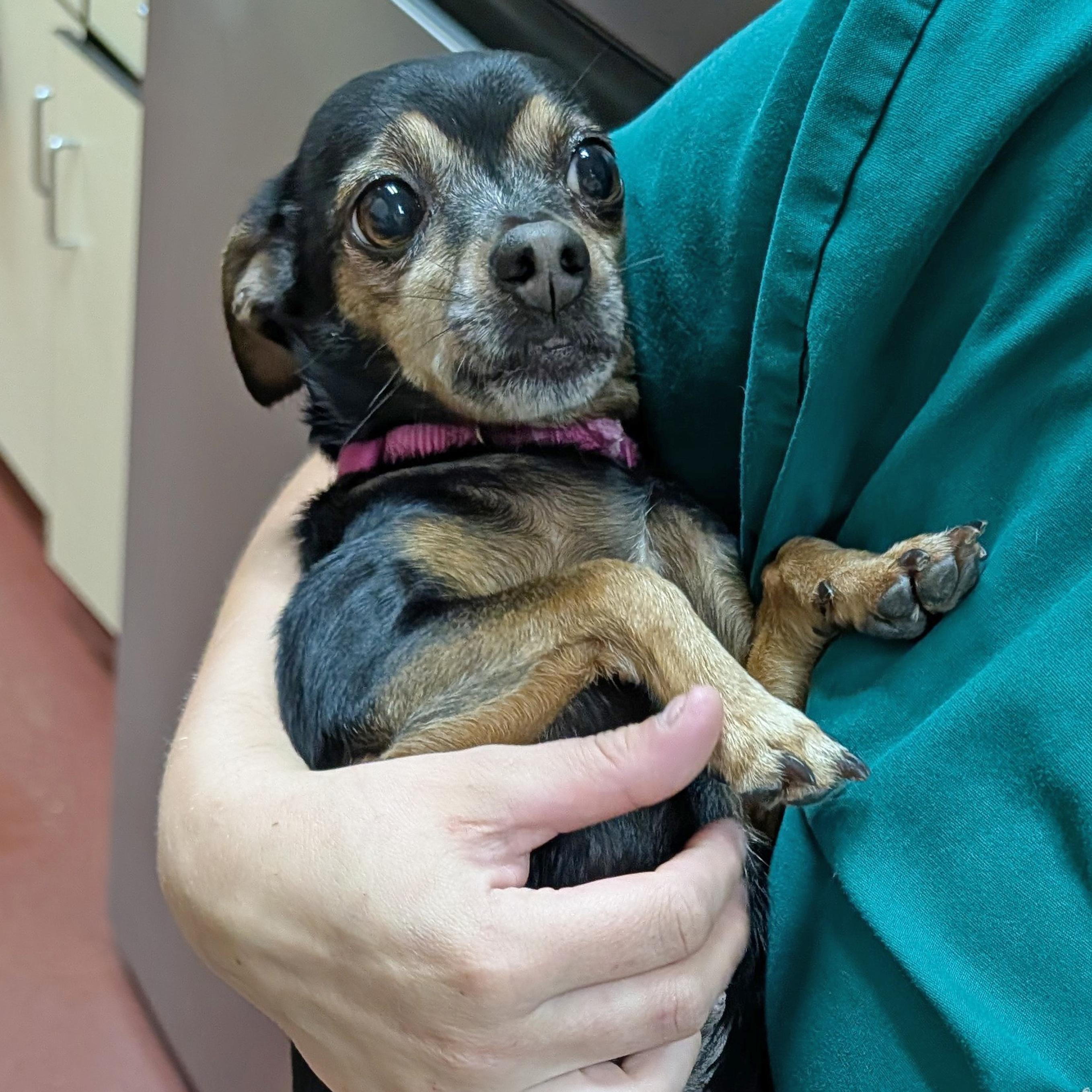 Enlarge Canela, a ADOPTABLE Chihuahua in Accident, MD image 3/6