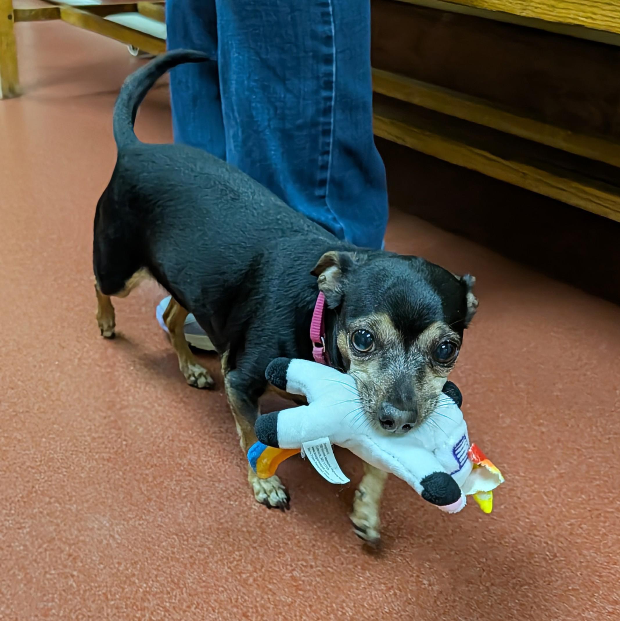 Enlarge Canela, a ADOPTABLE Chihuahua in Accident, MD image 5/6