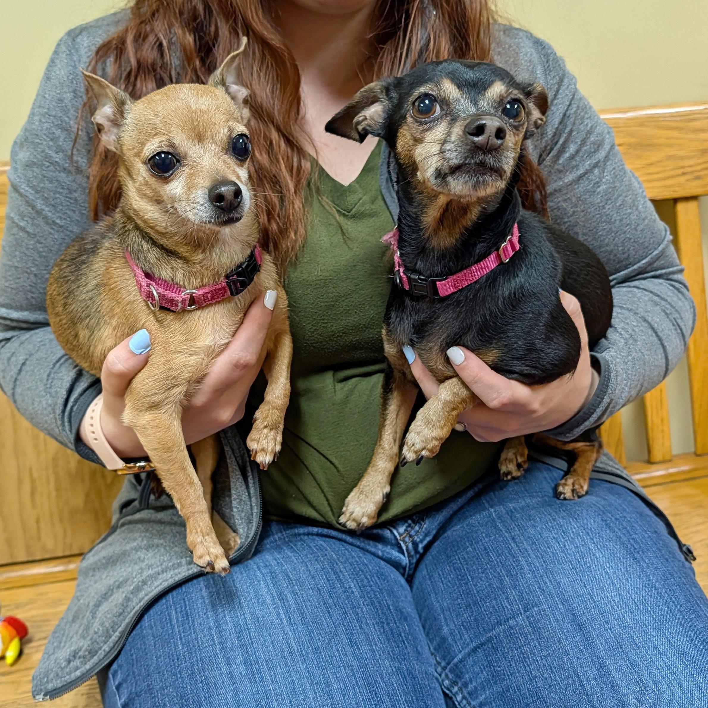 Enlarge Canela, a ADOPTABLE Chihuahua in Accident, MD image 2/6