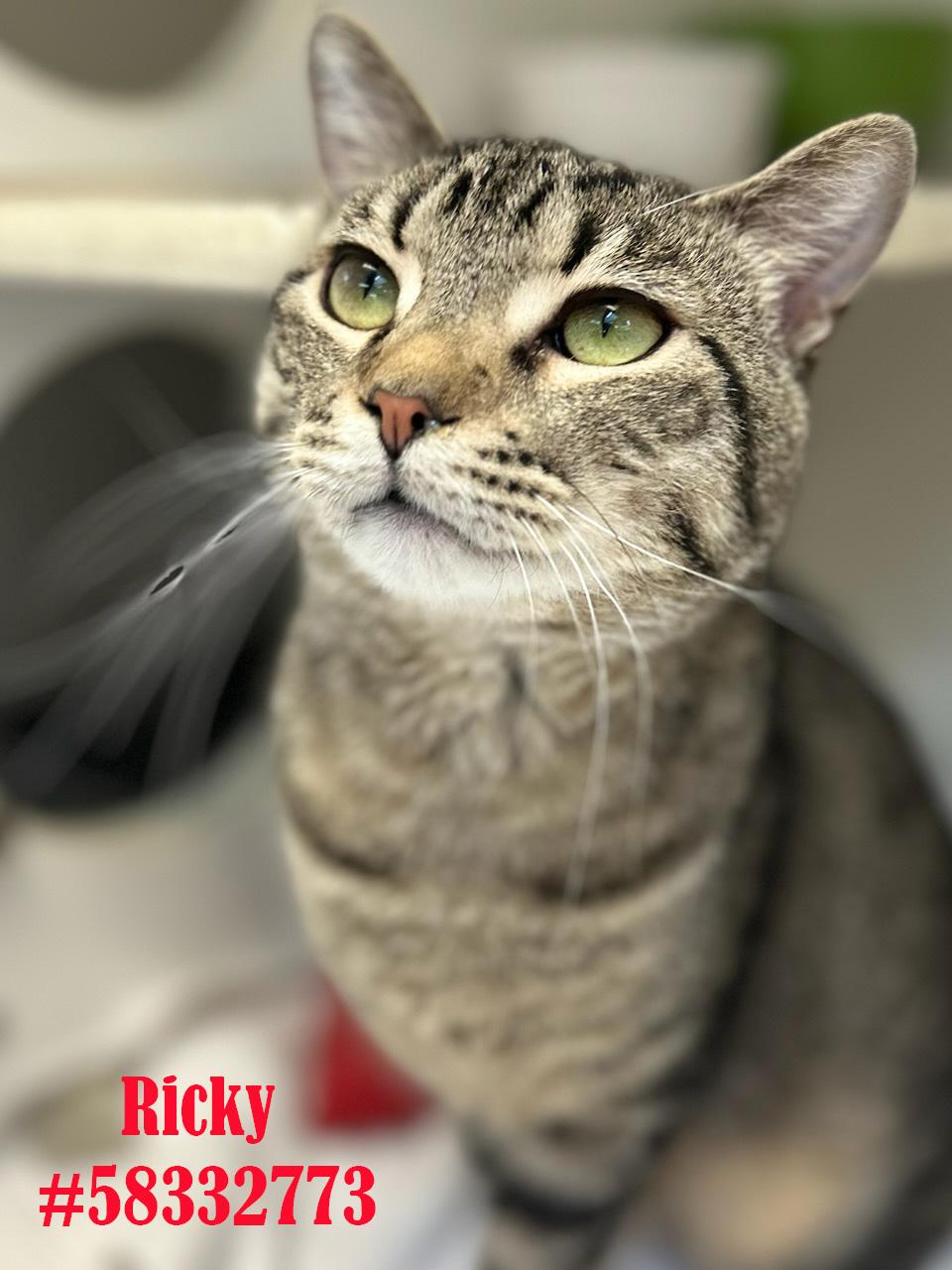 Ricky, Adoptable, Adult Male Tabby.