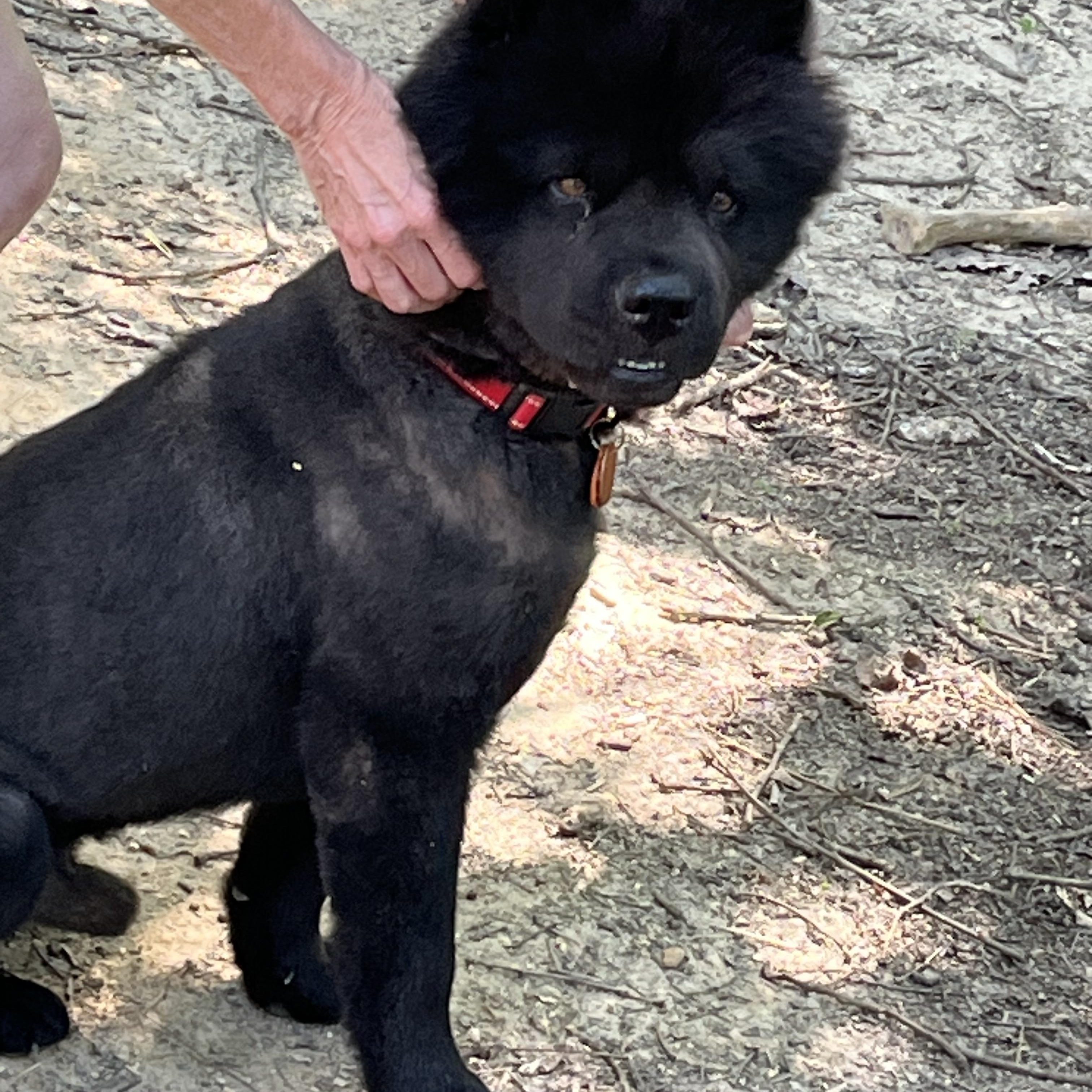 Enlarge KURO, a Adoptable Chow Chow in Manchester, CT image 6/6
