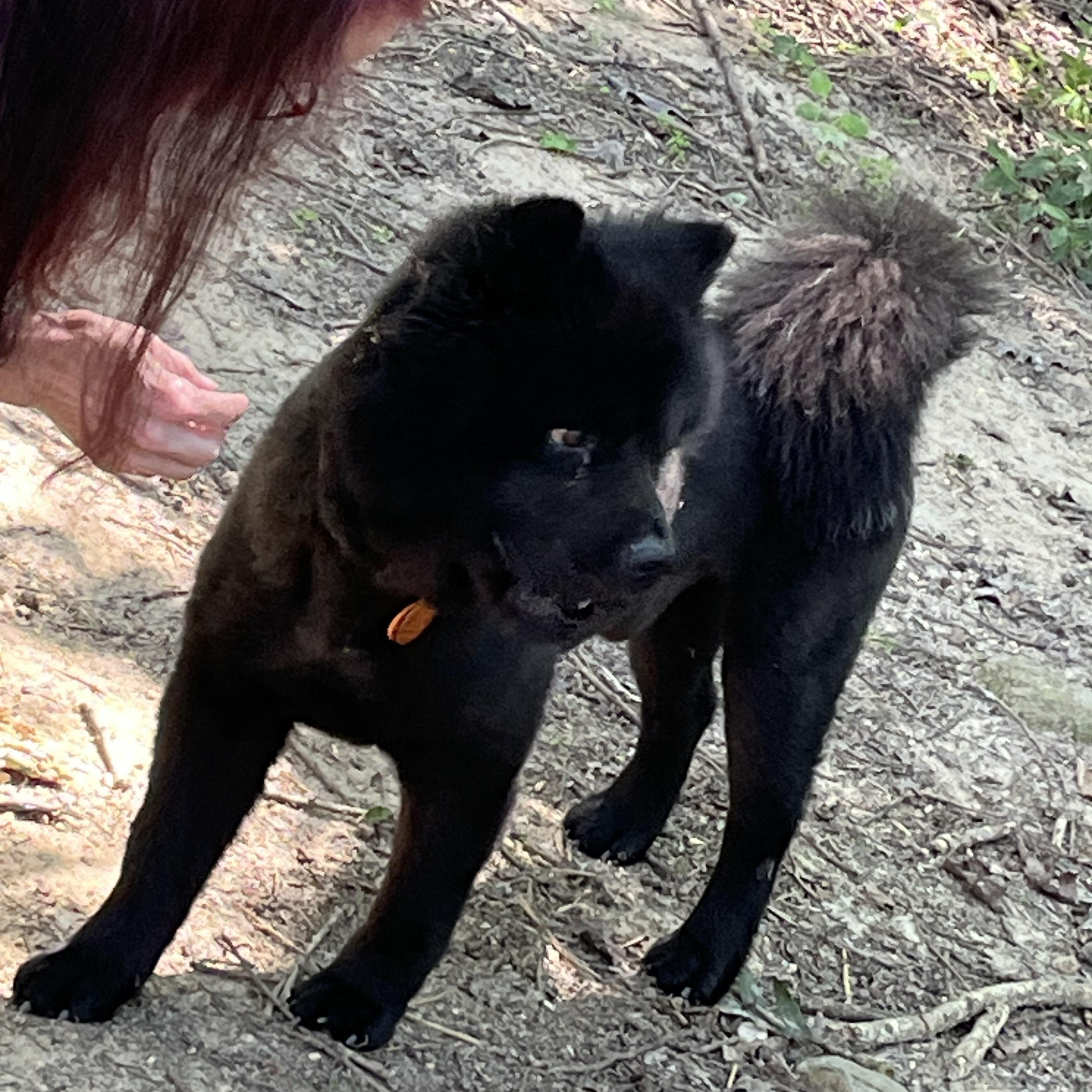 Enlarge KURO, a Adoptable Chow Chow in Manchester, CT image 4/6